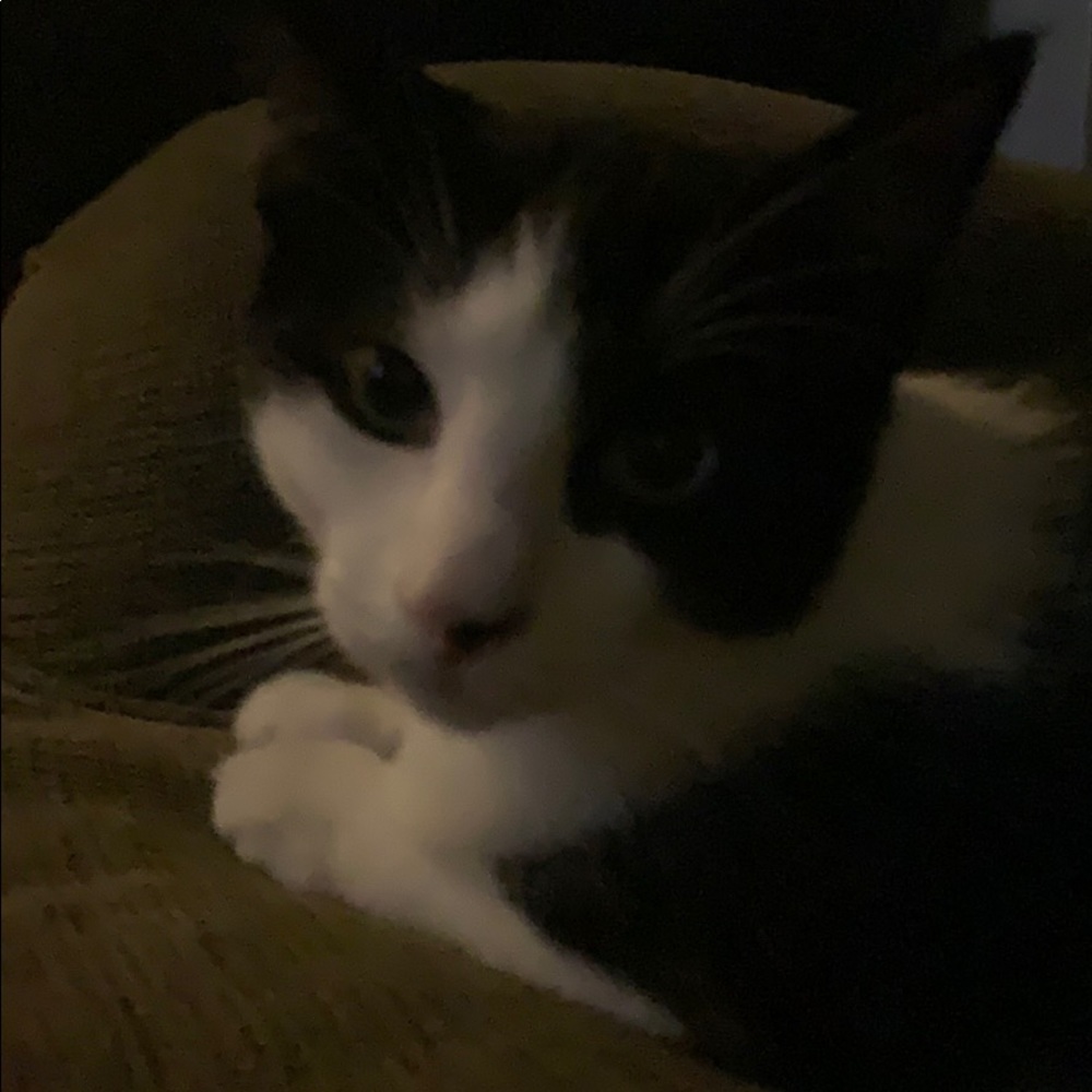 Meet your Posher, Chas